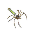 Cellar Spider